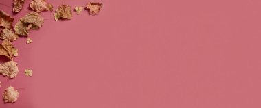 Golden fall autumn leaves of different shapes on pink background. Autumn concept, fall background. Minimal floral design, autumn leaf frame with copy space. Autumn mood creative composition. Banner.