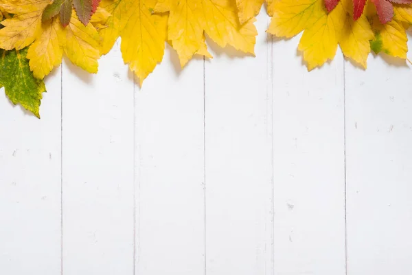多色の秋は木の背景に残します スペースのコピー — ストック写真