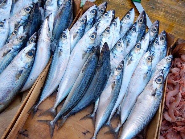 mackerels balık Market