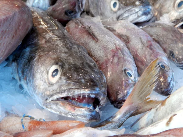 congers balık Market