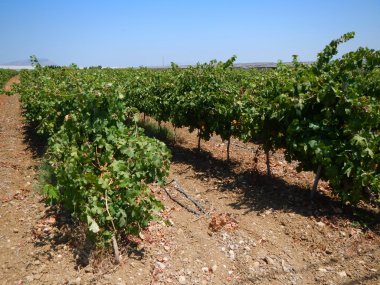 üzüm asmaları satırları