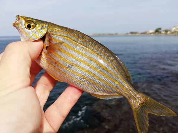 Primo piano di una salpa (Sarpa salpa) appena pescata.