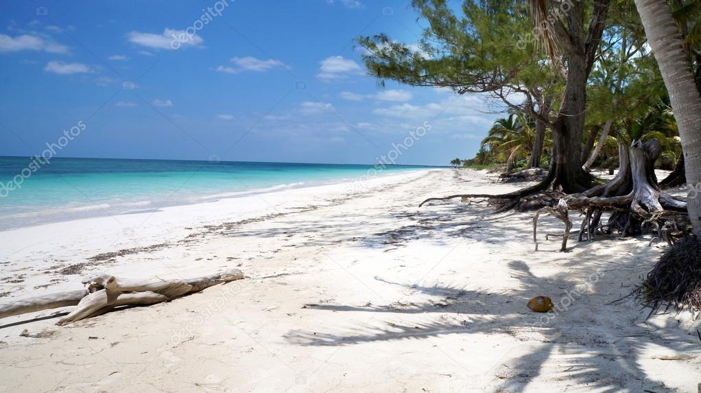 Beach coconut palms Mexico