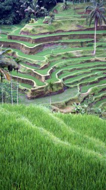Yeşil pirinç terasları.
