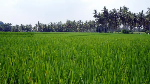 Des rizières dans une vallée à la lumière du matin. Bali île — Photo