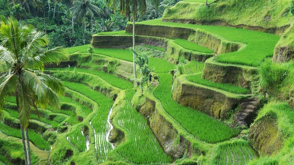 Yeşil pirinç terasları.