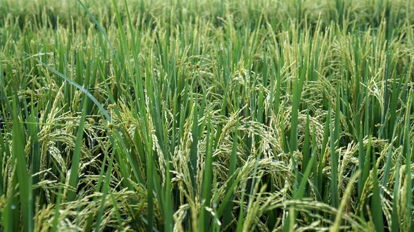 Rice fields — Stock Photo, Image