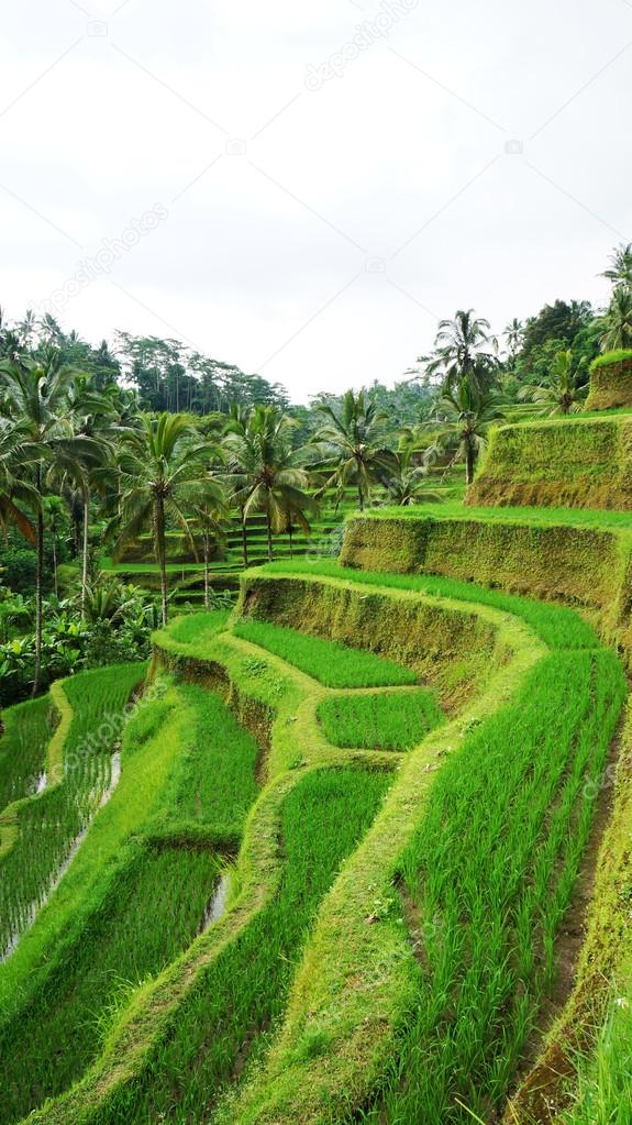 Green rice terraces.