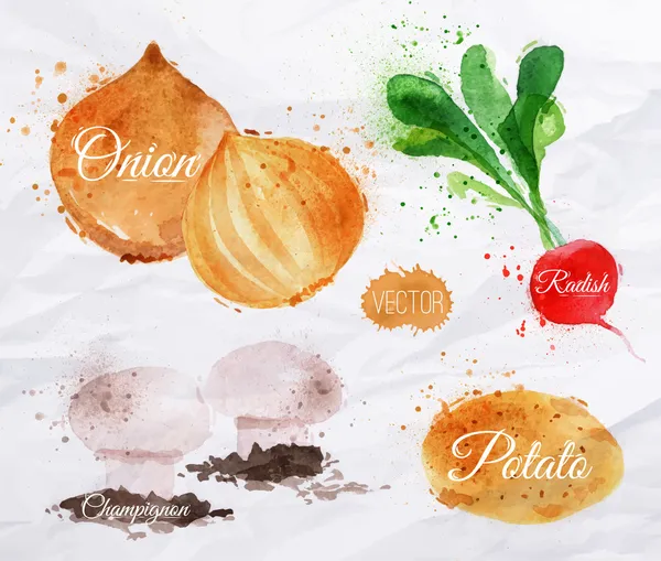 Vegetables watercolor radishes, onions, potatoes, champignons — Stock Vector