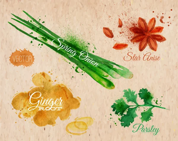 Spices herbs watercolor star anise, parsley, spring onion, ginger root kraft — Stock Vector