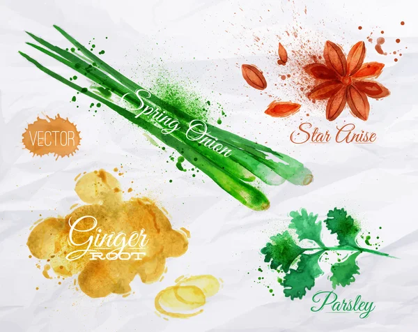 Spices herbs watercolor star anise, parsley, spring onion, ginger root — Stock Vector