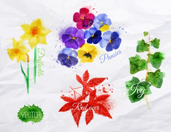 Blomma gräs påskliljor, penséer, murgröna, röd acer — Stock vektor