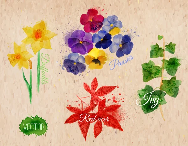 Flower grass daffodils, pansies, ivy, red acer kraft Royalty Free Stock Vectors