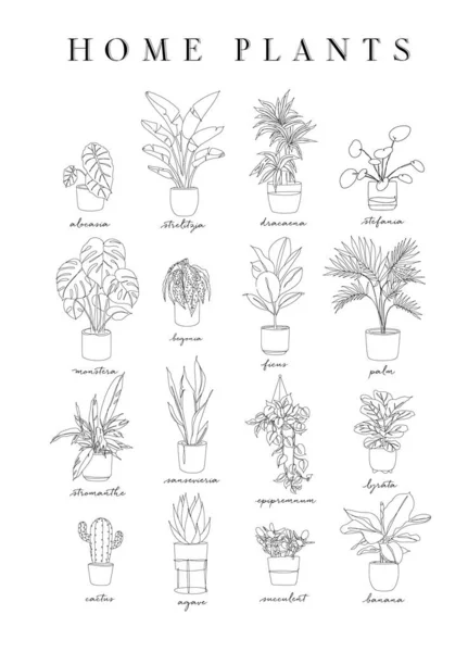 Poster Home Plants Linear Style Alocasia Strelitzia Dracaena Stefania Monster — Stock Vector