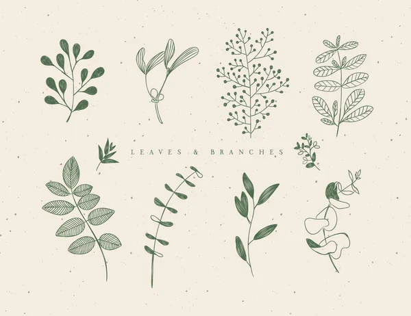 Set Graphic Leaves Branches Floral Style Drawing Green Color Beige — Stock Vector