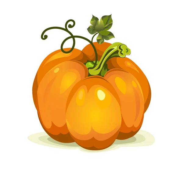 Vector de calabaza fruta vegetal — Vector de stock