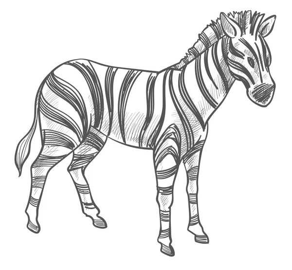 At hayvanı, deri üzerinde çizgileri olan izole edilmiş bir memeli. Vahşi yaşam ve vahşi hayvan. Ulusal parkların ya da rezervasyonların aygırı. Vahşi doğa renksizdir. Tek renkli çizim taslağı, düz biçimli vektör
