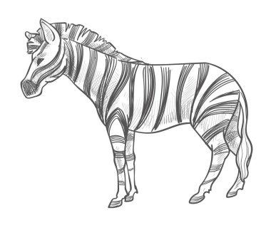 Kürkünde çizgileri olan vahşi doğada yaşayan at memelisi, izole zebra atı. Hayvanat bahçesindeki aygır ya da doğal koruma alanı, hayvan ve Afrika 'nın hayvanları. Tek renkli çizim taslağı. Düz biçimli vektör