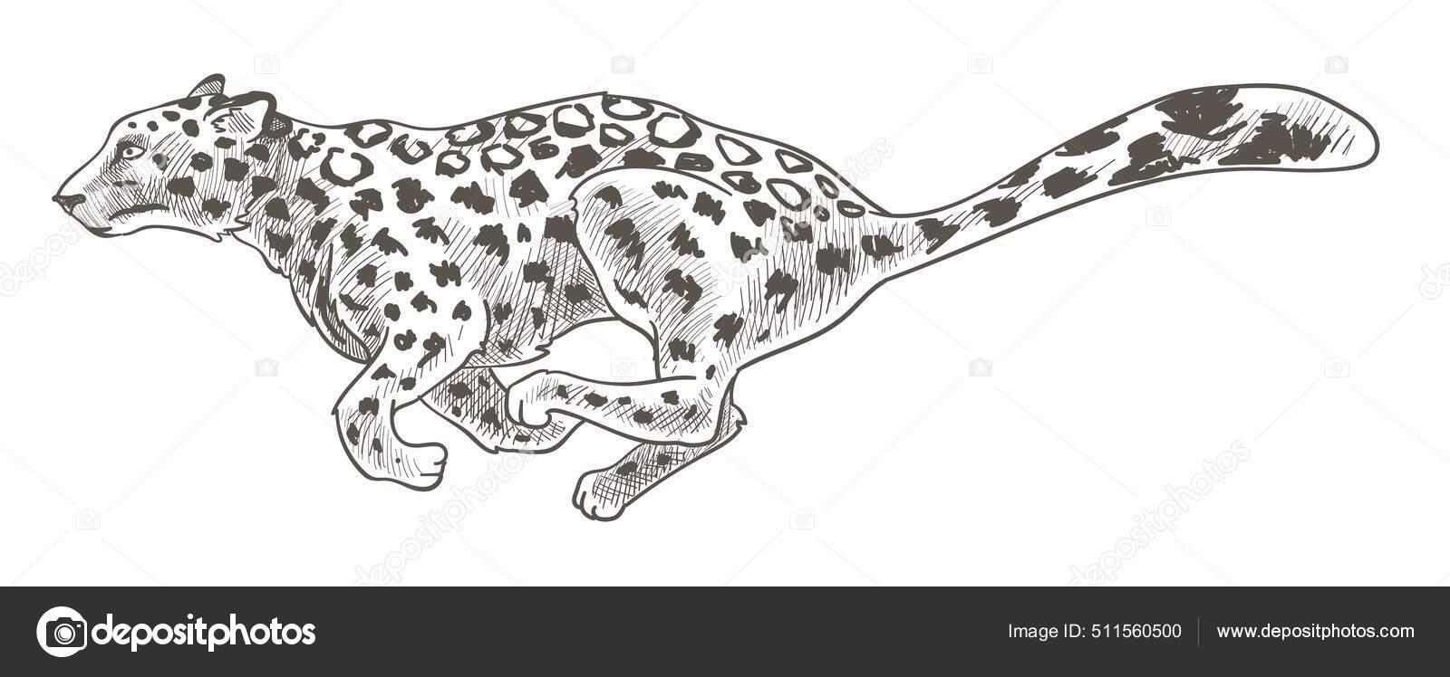 표범이나 치타, 사냥용 표범의 뛰기 스톡 벡터 - ©Sonulkaster 511560500, image size:1600x748