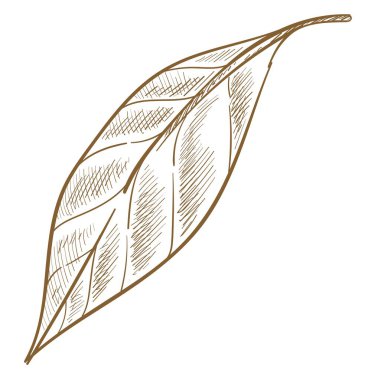 Bitki yaprağı, çalı ya da ağaç, ekolojik botanik