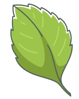 Çilek yaprağı, bahçecilik ve yetiştirme