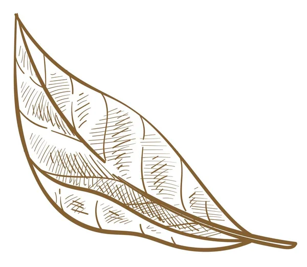 Hoja natural de arbusto o árbol de primavera follaje boceto — Vector de stock