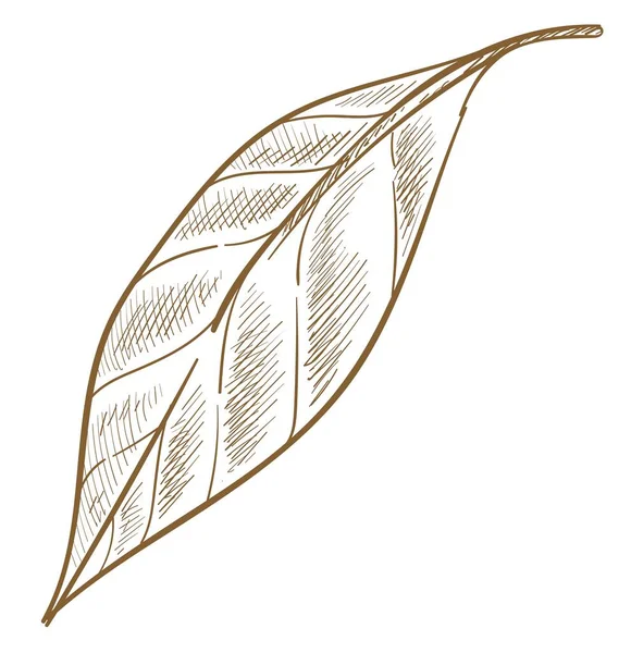 Bitki yaprağı, çalı ya da ağaç, ekolojik botanik