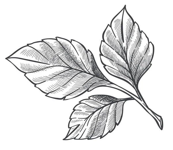 草莓植物的自然植物区系，草图 — 图库矢量图片
