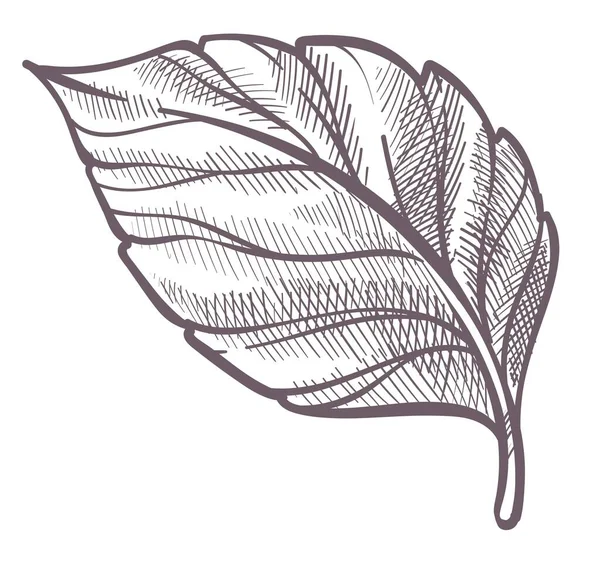 Blattpflanze, farblose Blattbotanik des Waldes — Stockvektor