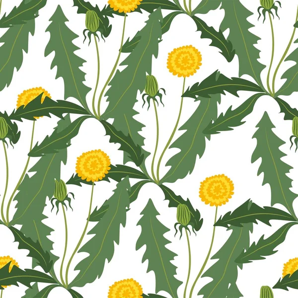 Blooming dandelions in summer, flora and botany