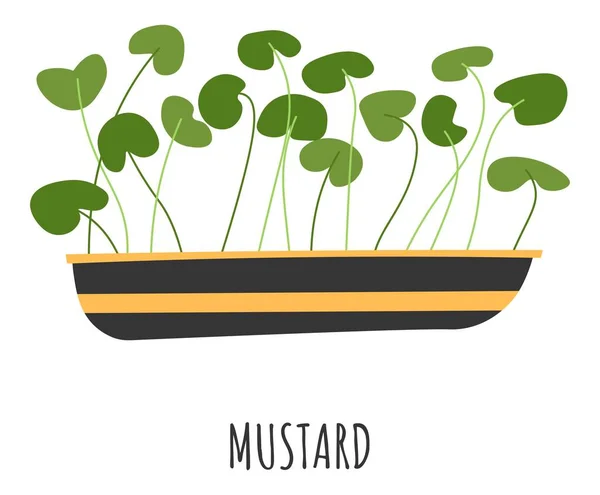 Moutarde microverte, pousses en pot vecteur — Image vectorielle