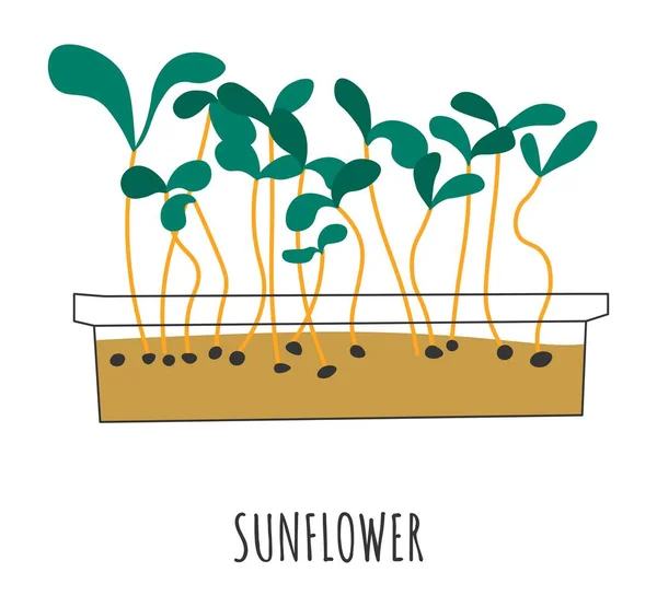 Slunečnice microgreen zdravé veganské potraviny organické — Stockový vektor