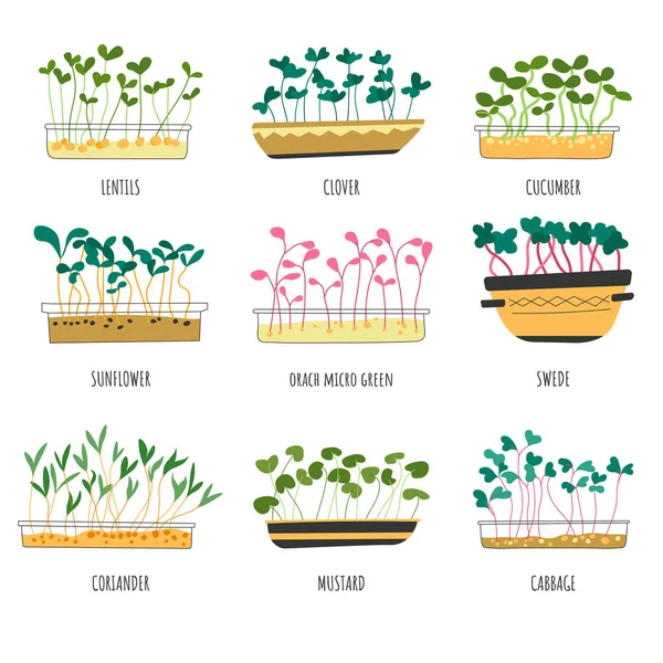 Microgreen types, lentils and cabbage sprouts — Stock Vector