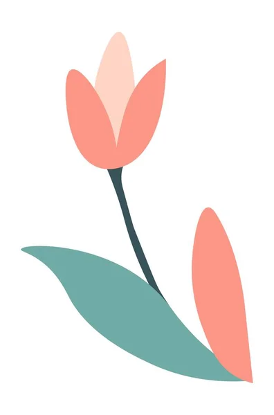Virágzó tulipán levelekkel és szirmokkal tavaszi növény — Stock Vector