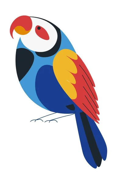 Periquito o perico colorido loro australiano — Vector de stock