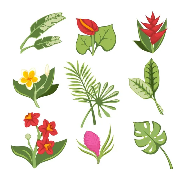 Flores tropicales y botánica exótica, hojas de flores — Vector de stock