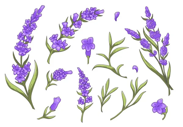 Flores de lavanda en flor, flora botánica primaveral — Archivo Imágenes Vectoriales