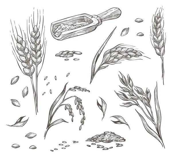 Épillets de blé, céréales et cultures agriculture — Image vectorielle