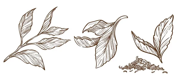 Ceylonblätter zerfetztes Teepulver oder Gewürzvektor — Stockvektor