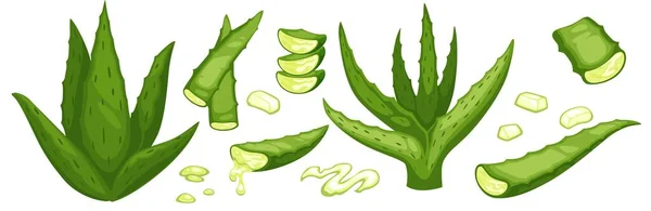 Aloe vera leaves, gel from plant for health vector — Vector de stock