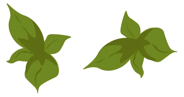 Menta vagy természetes ökogyógynövények, ökológiai növényvektor — Stock Vector