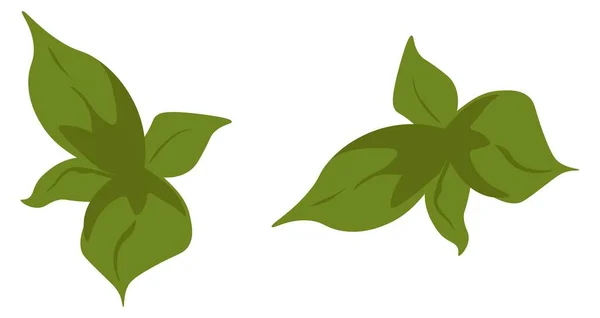 Menta o hierbas ecológicas naturales, vector verde orgánico — Archivo Imágenes Vectoriales