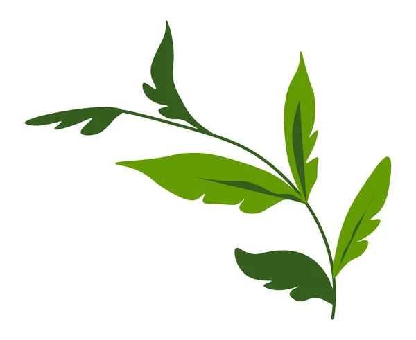 Flora und Botanik, Zweig mit üppigem Blattvektor — Stockvektor