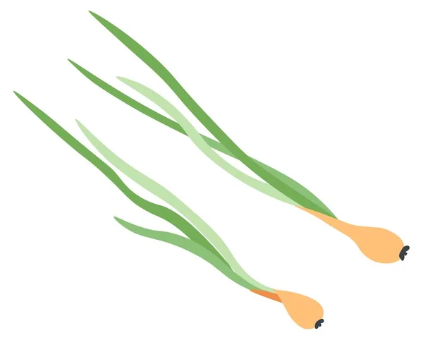 Spring onion, cooking ingredient and spices vector — Stock Vector