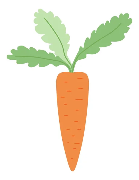 Zanahoria natural y orgánica con hojas, verduras — Vector de stock