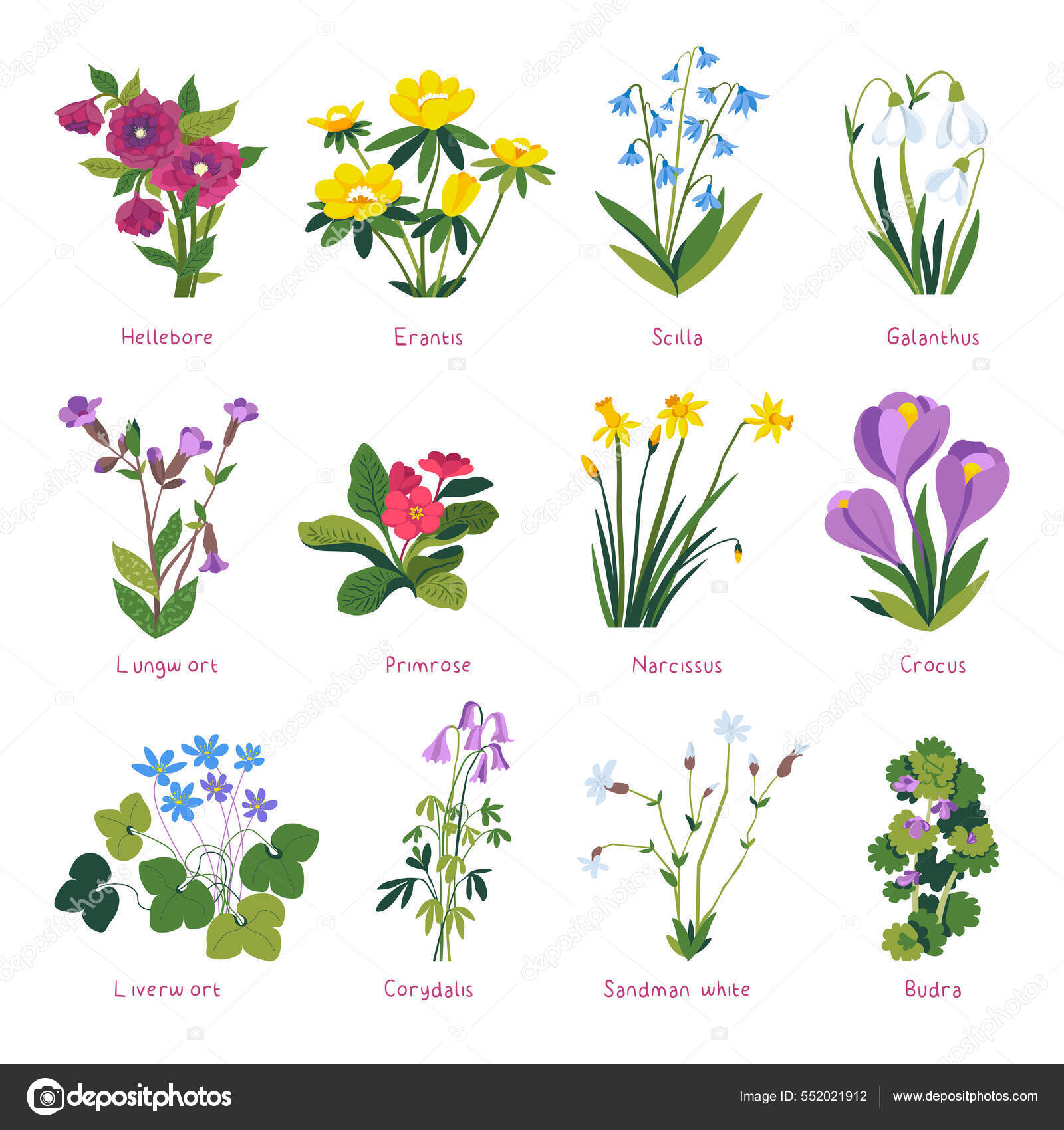 Flores de primavera en flor, planta de interior de flores silvestres Vector  de stock #552021912 de ©Sonulkaster, image size:1600x1700