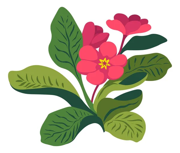 開花花、花屋の組成の観葉植物 — ストックベクタ