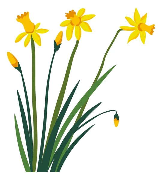 Narcissus blomma i blom, blommande påsklilja — Stock vektor