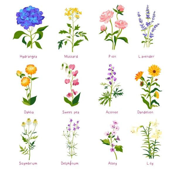Voorjaarsbloem en wilde bloem met namen, vector — Stockvector