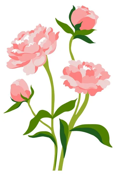 Піон або троянда цвіте, квітка півонії цвіте — стоковий вектор